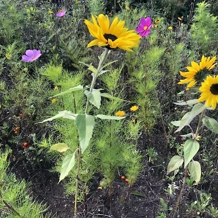 Mp 3 Kuestenkind 公寓